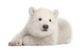 Polar bear cub, Ursus maritimus, 3 months old