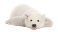 Polar bear cub, Ursus maritimus, 3 months old Royalty Free Stock Photo