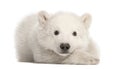 Polar bear cub, Ursus maritimus, 3 months old Royalty Free Stock Photo