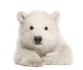 Polar bear cub, Ursus maritimus, 3 months old