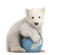 Polar bear cub, Ursus maritimus, 3 months old