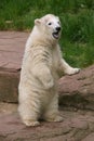 Polar bear cub Royalty Free Stock Photo