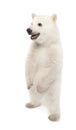 Polar bear cub, Ursus maritimus, 6 months old