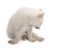 Polar bear cub, Ursus maritimus, 6 months old Royalty Free Stock Photo