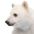 Polar bear cub, Ursus maritimus, 6 months old Royalty Free Stock Photo