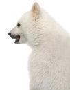 Polar bear cub, Ursus maritimus, 6 months old Royalty Free Stock Photo