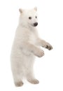 Polar bear cub, Ursus maritimus, 6 months old