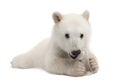 Polar bear cub, Ursus maritimus, 6 months old