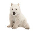 Polar bear cub, Ursus maritimus, 6 months old