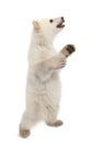 Polar bear cub, Ursus maritimus, 6 months old