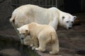 Polar bear cub Royalty Free Stock Photo