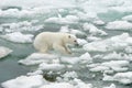 Polar bear cub jumping on the ice floe, Svalbard Archipelago, Norway Royalty Free Stock Photo