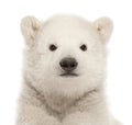 Polar bear cub, Ursus maritimus, 3 months old, against white background