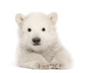 Polar bear cub, Ursus maritimus, 3 months old, lying against white background Royalty Free Stock Photo