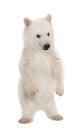 Polar bear cub, Ursus maritimus, 6 months old, portrait against Royalty Free Stock Photo