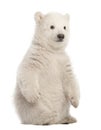 Polar bear cub, Ursus maritimus, 3 months old, sitting against w Royalty Free Stock Photo