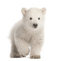 Polar bear cub, Ursus maritimus, 3 months old, walking against w Royalty Free Stock Photo