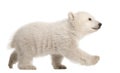 Polar bear cub, Ursus maritimus, 3 months old, walking against w Royalty Free Stock Photo