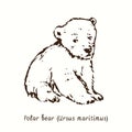 Polar bear cub Ursus maritimus sitting. Ink black and white doodle drawing Royalty Free Stock Photo