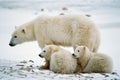 Polar she-bear with cubs. Royalty Free Stock Photo