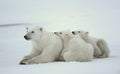 Polar she-bear with cubs. Royalty Free Stock Photo