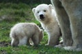 Polar bear and cubs Royalty Free Stock Photo