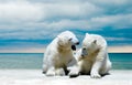 Polar bear cubs on ice