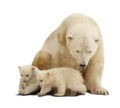 Polar bear with cubs. Isolated over white Royalty Free Stock Photo