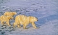 Polar bear with cubs,photo art