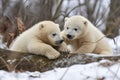 polar bear cubs roll in the snow, wrestling and tussling Royalty Free Stock Photo
