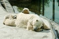 Polar she-bear with cubs sleeps