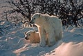 Polar bear cubs in snow bank, backlit Royalty Free Stock Photo