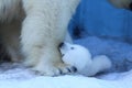 Polar bear mom with twins.