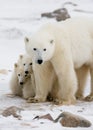 Polar bear with a cubs in the tundra. Canada.