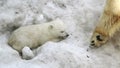 Polar She-bear cuddling to bear baby