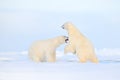 Polar bear dancing fight on the ice. Two bears love on drifting ice with snow, white animals in nature habitat, Svalbard, Norway. Royalty Free Stock Photo