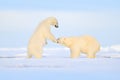 Polar bear dancing fight on the ice. Two bears love on drifting ice with snow, white animals in nature habitat, Svalbard, Norway. Royalty Free Stock Photo