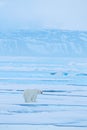 Polar bear dancing fight on the ice. Two bears love on drifting ice with snow, white animals in nature habitat, Svalbard, Norway. Royalty Free Stock Photo