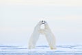 Polar bear dancing on the ice. Two Polar bears love on drifting ice with snow, white animals in the nature habitat, Svalbard,