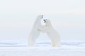 Polar bear dancing on the ice. Two Polar bears love on drifting ice with snow, white animals in the nature habitat, Svalbard, Royalty Free Stock Photo