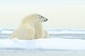 Polar bear dancing on the ice. Two Polar bears love on drifting ice with snow, white animals in the nature habitat, Svalbard, Royalty Free Stock Photo
