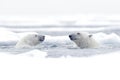 Polar bear dancing on the ice. Two Polar bears love on drifting ice with snow, white animals in the nature habitat, Svalbard,