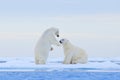 Polar bear dancing on the ice. Two Polar bears love on drifting ice with snow, white animals in the nature habitat, Svalbard,