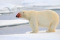 Polar bear, dangerous looking beast on the ice with snow, red blood in the face in north Russia