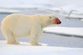 Polar bear, dangerous looking beast on the ice with snow, red blood in the face in north Russia
