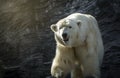 Polar bear, dangerous looking beast in the zoo. Royalty Free Stock Photo