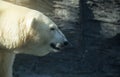 Polar bear, dangerous looking beast in the zoo. Royalty Free Stock Photo