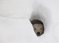 The polar bear in a den Royalty Free Stock Photo