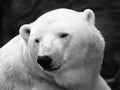 Polar bear Royalty Free Stock Photo
