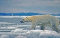 Polar bear digital oil painting Royalty Free Stock Photo